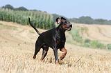 DOBERMANN 969